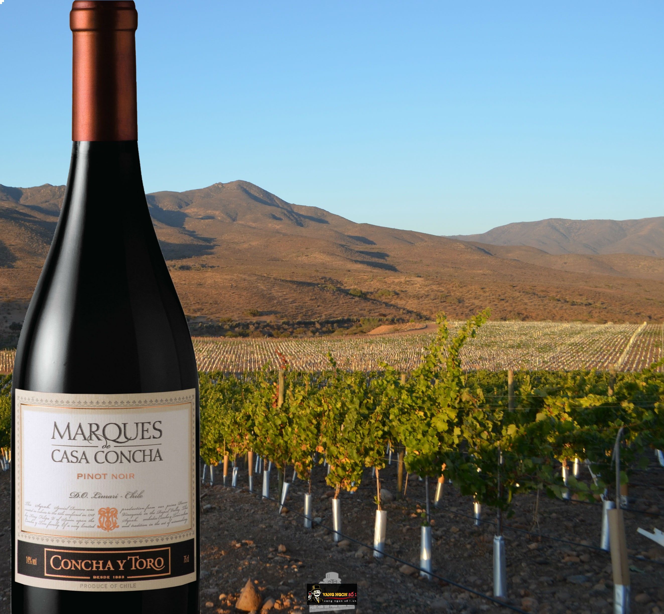 Kết quả hình ảnh cho marques casa concha pinot noir