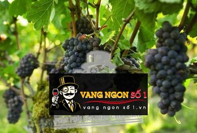 Kết quả hình ảnh cho vang chile cantoalba shiraz