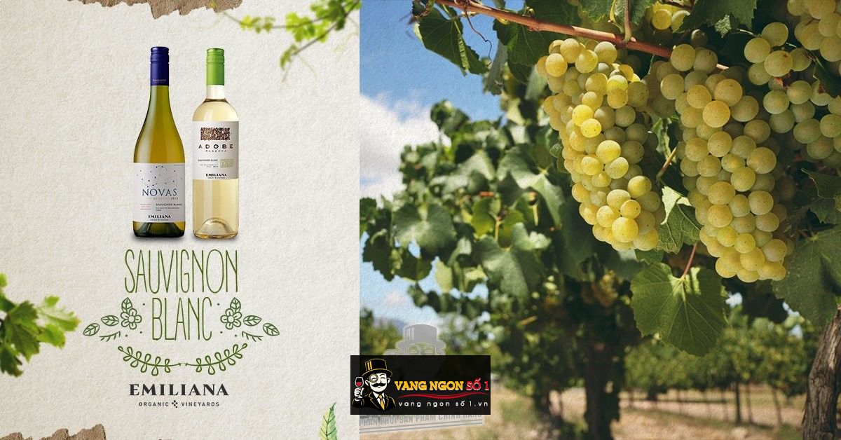 Kết quả hình ảnh cho emiliana novas sauvignon blanc