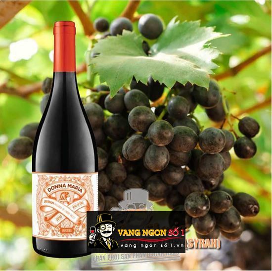 Kết quả hình ảnh cho VANG CHILE FALERNIADONNA MARIA