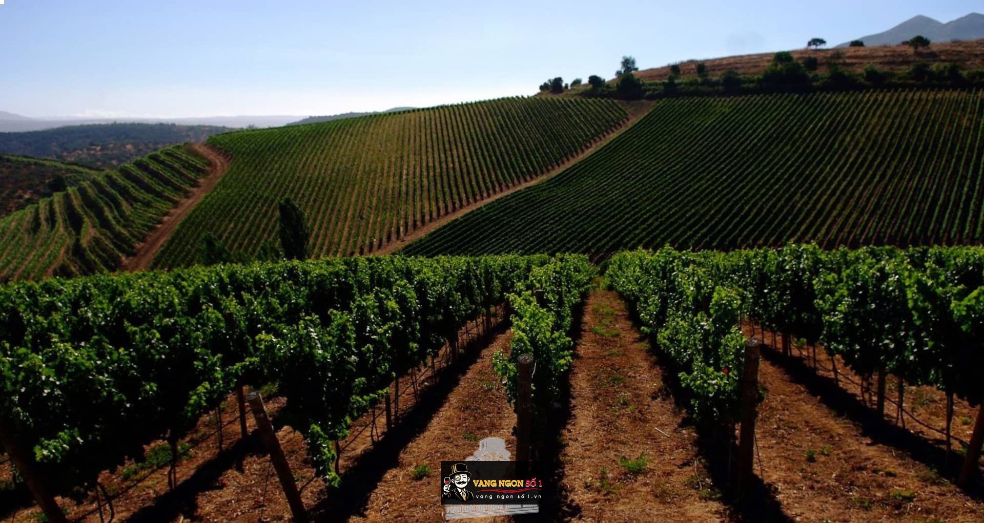 Kết quả hình ảnh cho errazuriz max blend