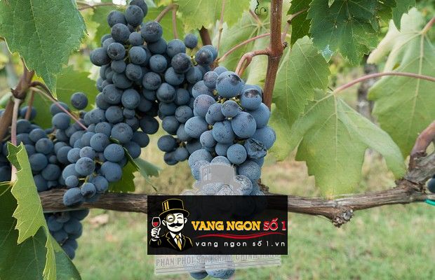 Hình ảnh có liên quan