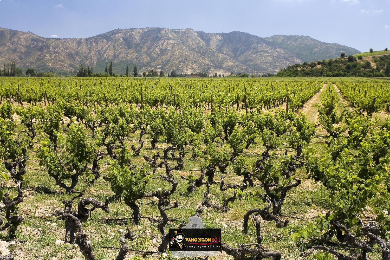 Kết quả hình ảnh cho nho maule valley