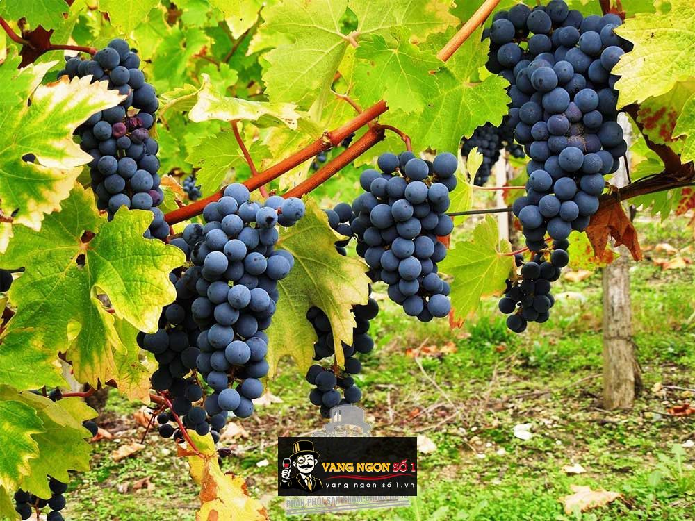 Giống nho Carmenere