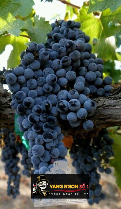 Hình ảnh có liên quan