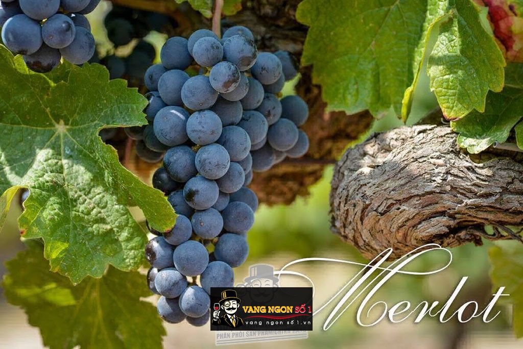 Hình ảnh có liên quan