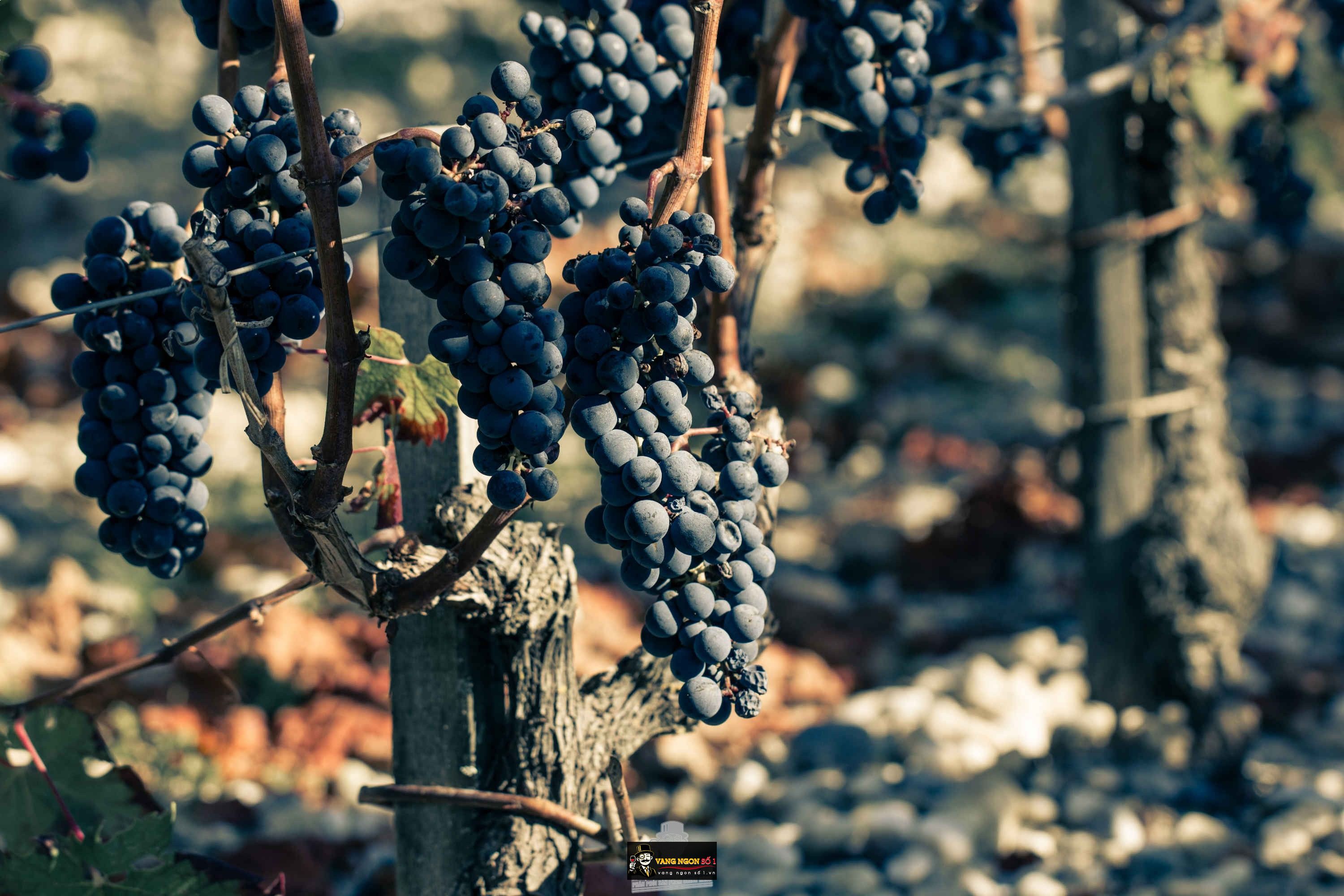 1466567600-9809-Vigne-Brane-Cantenac