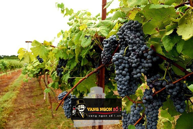 Kết quả hình ảnh cho nho grenache