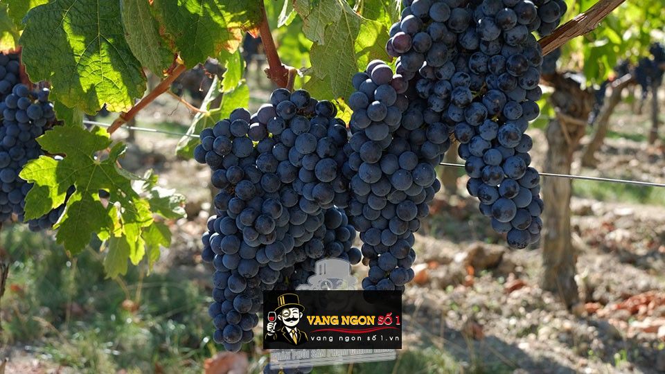 Kết quả hình ảnh cho chateau leydet valentin GRAND CRU 2016