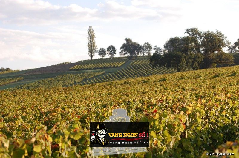 Hình ảnh có liên quan