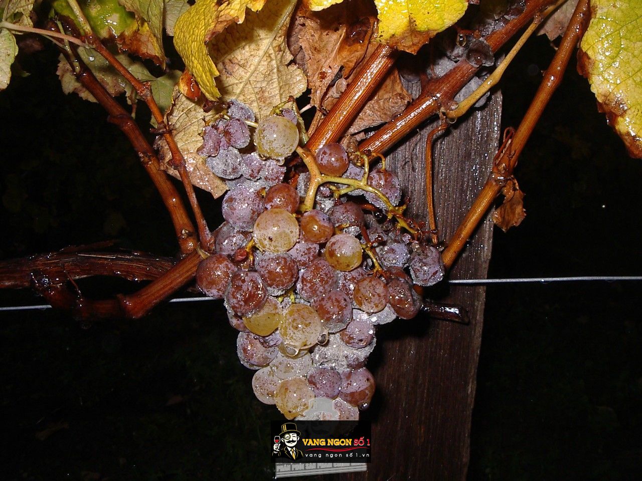 Kết quả hình ảnh cho chateau la roche combet moelleux