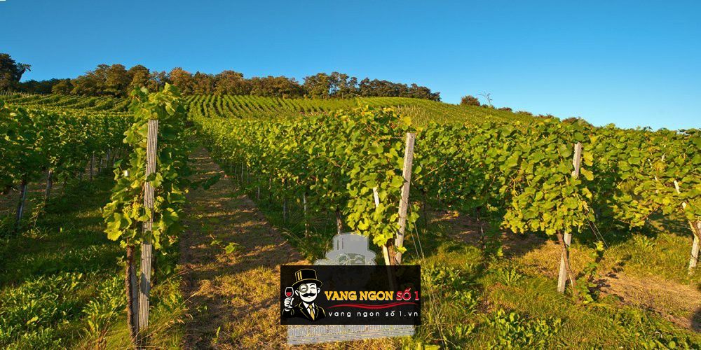 Káº¿t quáº£ hÃ¬nh áº£nh cho jarosse bordeaux 2017