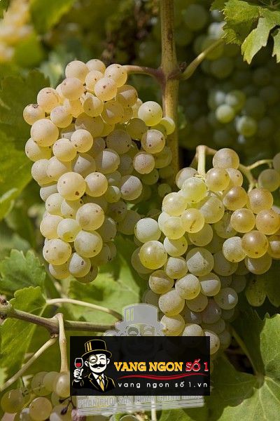 Káº¿t quáº£ hÃ¬nh áº£nh cho la fiole grenache blanc clairette viognier