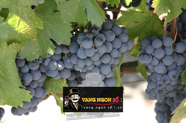 Hình ảnh có liên quan