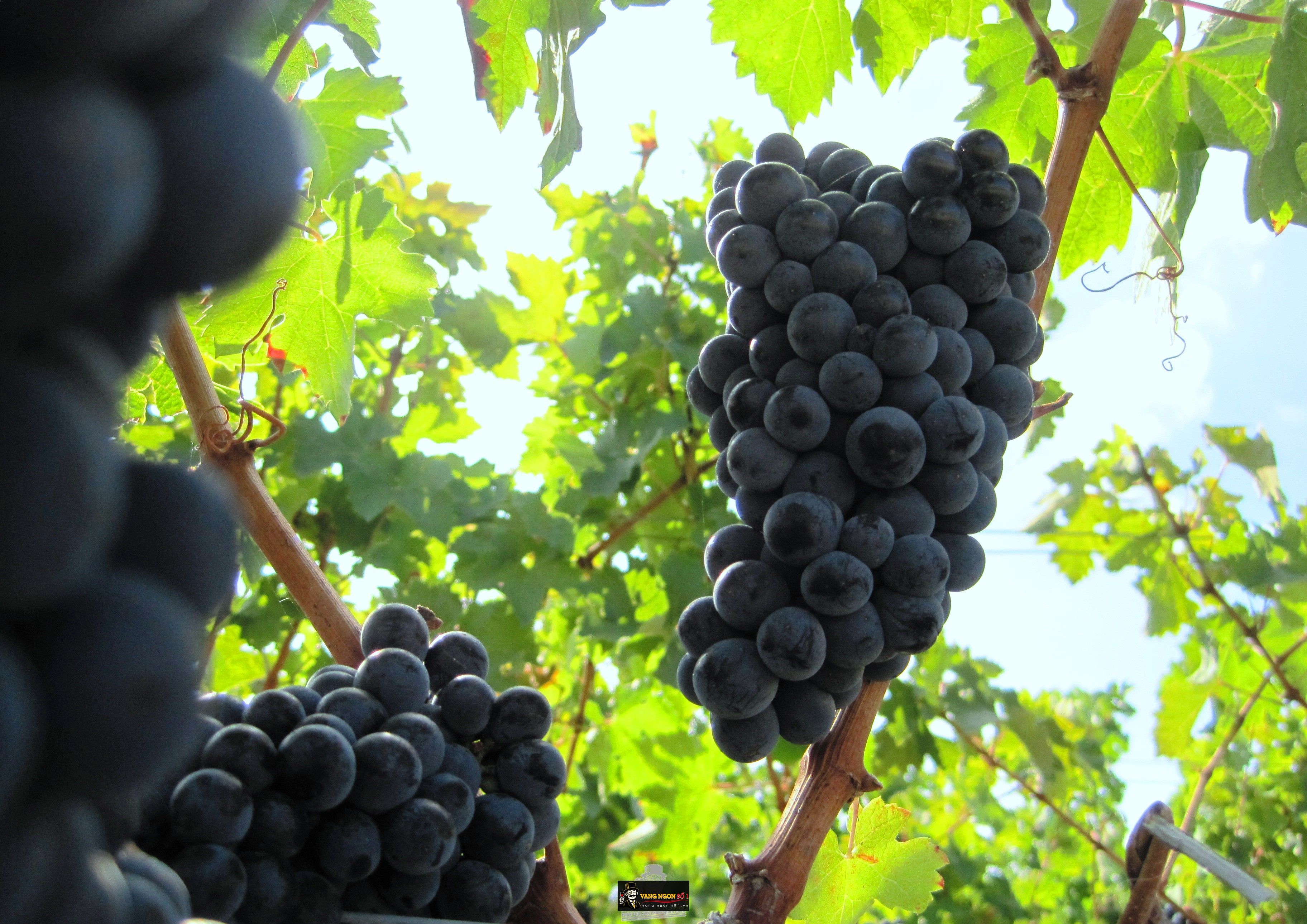 2010 Bordeaux Wine Harvest: Merlot in the Medoc is being picked now!