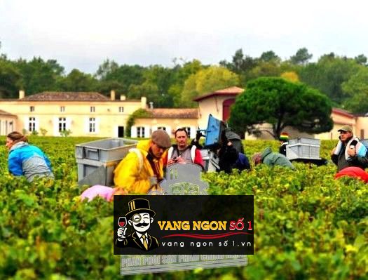 Kết quả hình ảnh cho domaine de chevalier 2012