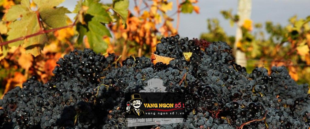 Kết quả hình ảnh cho hentley farm the stray mongrel grenache