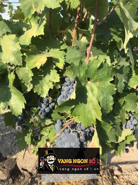 Kết quả hình ảnh cho angelo primo neroditroia cantine PARADISO