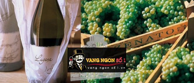 Kết quả hình ảnh cho zenato lugana riserva