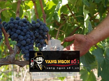 Kết quả hình ảnh cho nho negroamaro