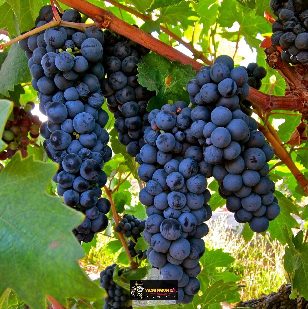 Káº¿t quáº£ hÃ¬nh áº£nh cho vang Ã½ moretti