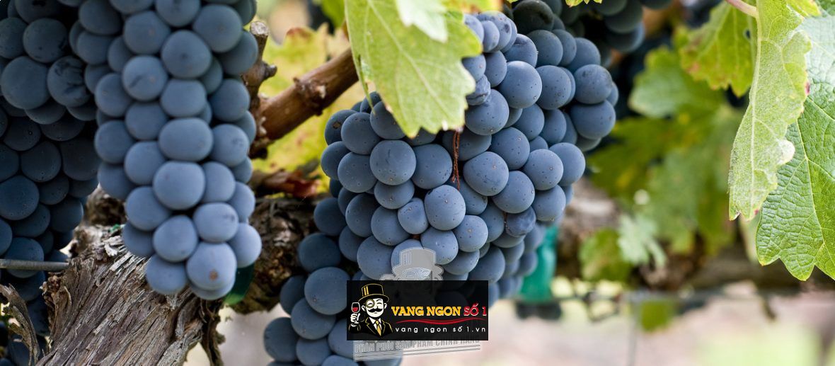 Hình ảnh có liên quan