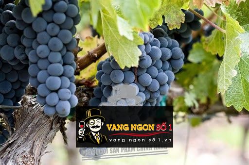 Kết quả hình ảnh cho NHO PRIMITIVO