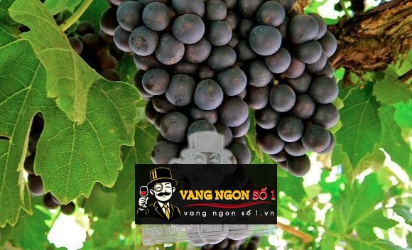 Kết quả hình ảnh cho nho primitivo salento