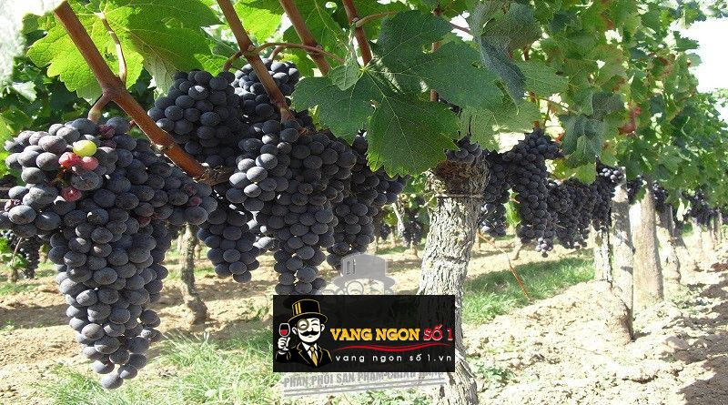 Kết quả hình ảnh cho nho negroamaro