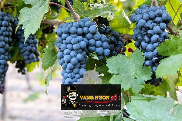 Kết quả hình ảnh cho Vườn nho le vigne di sammarco