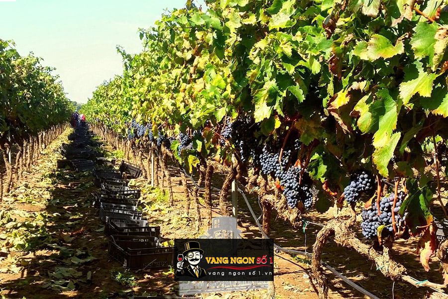 Rượu vang Capotavola C