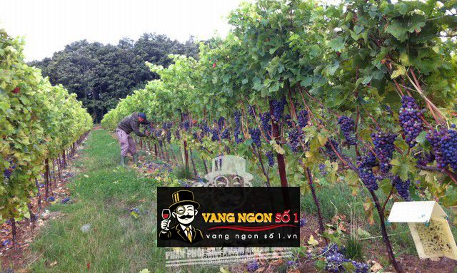 Vang Ý Bastia San Michelle Corvina IGP Cabernet Sauvignon