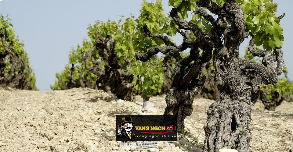 Rượu vang Serpico Feudi di San Gregorio