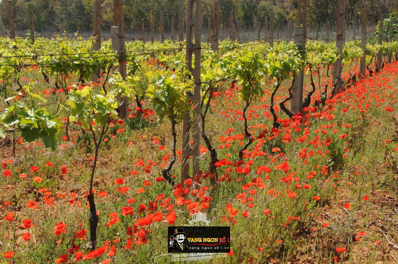 Rượu Vang Ai Posteri Ý hảo hạng