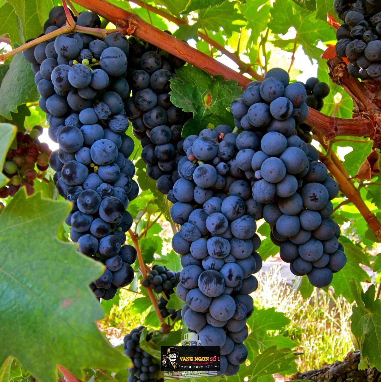 Vang Ý Camasella Sangiovese Primitivo