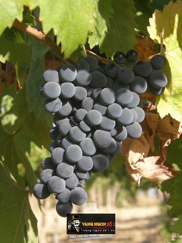 rượu vang ý bacchus silver feudi bizantini